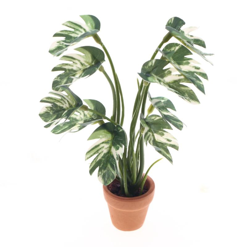 Bonsai Garden Usa - Nouveau. 1 pièce. Plante verte Monstera